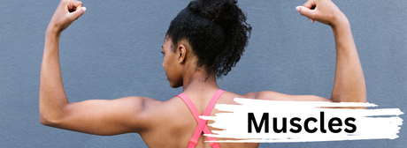 Muscles